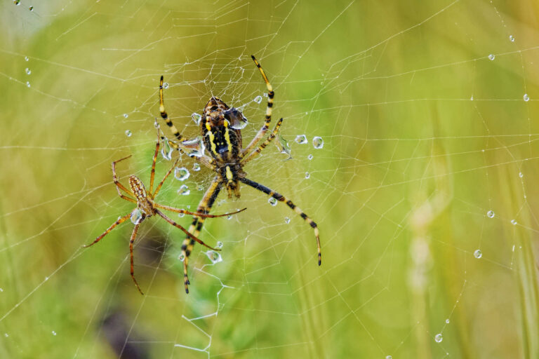 Arachnides