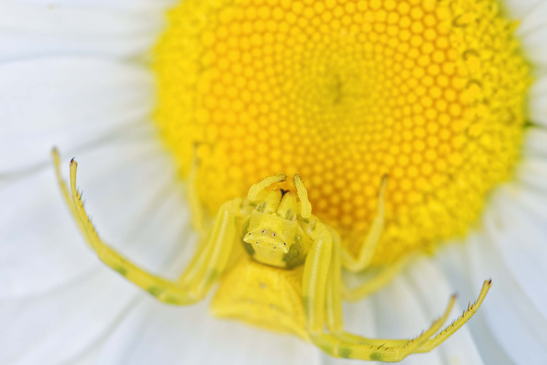 Araignée-crabe à l'affût, camouflée dans la fleur