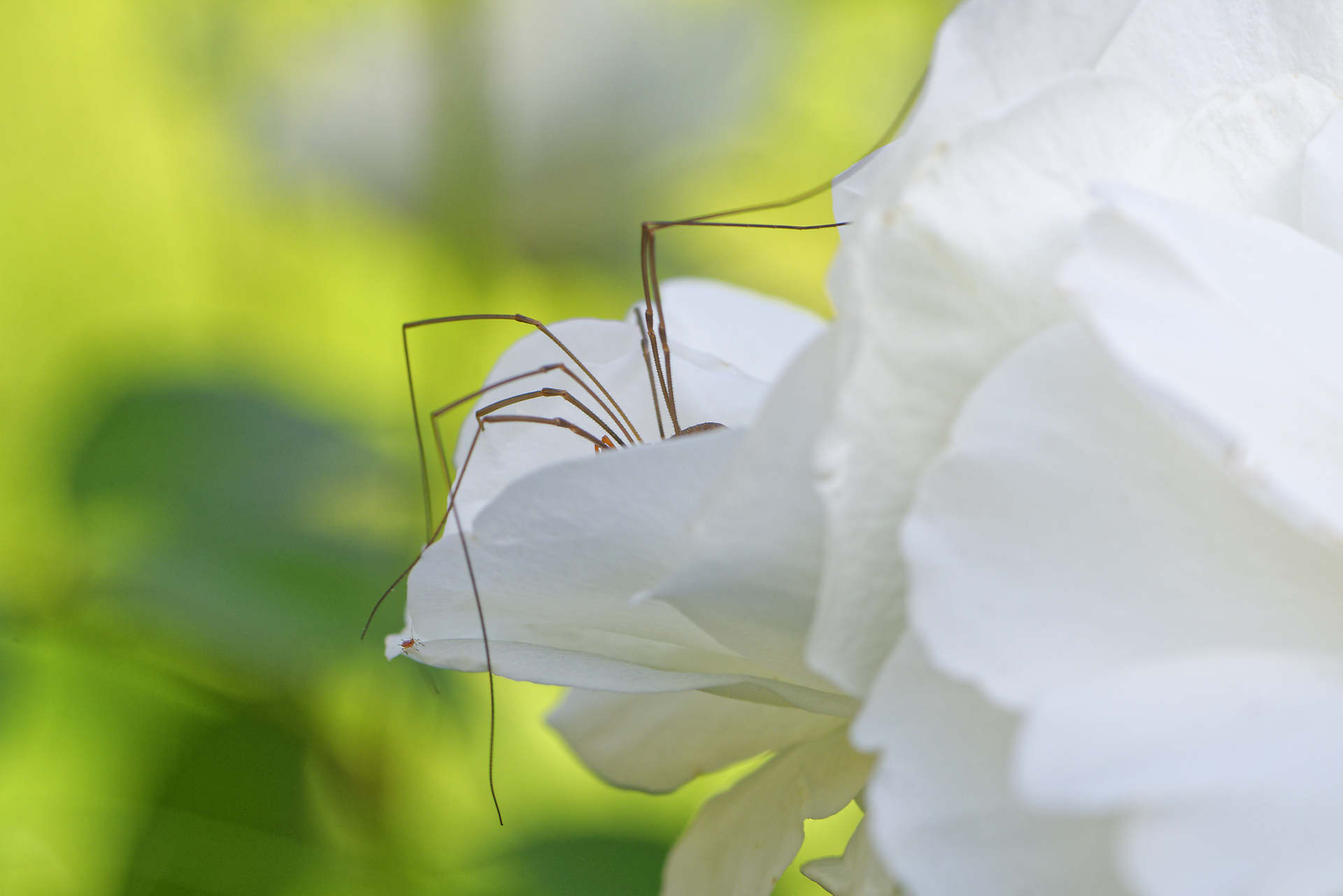 Opilion caché dans une rose blanche