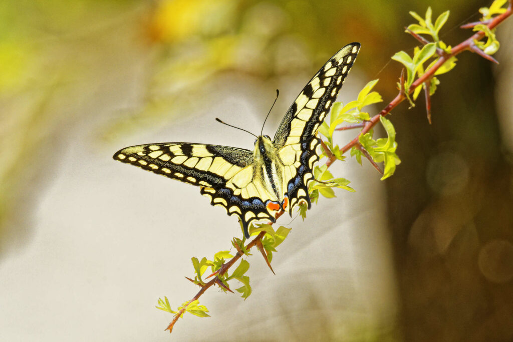 Papillons