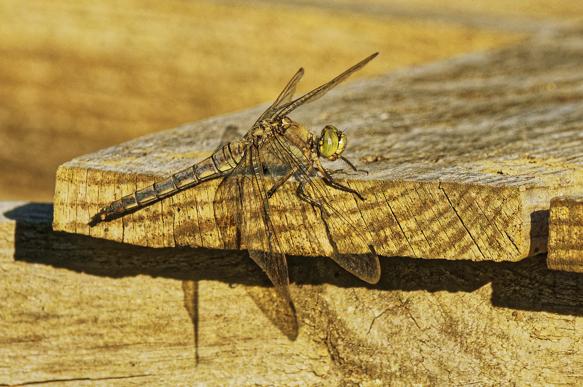 Orthétrum femelle, camouflage
