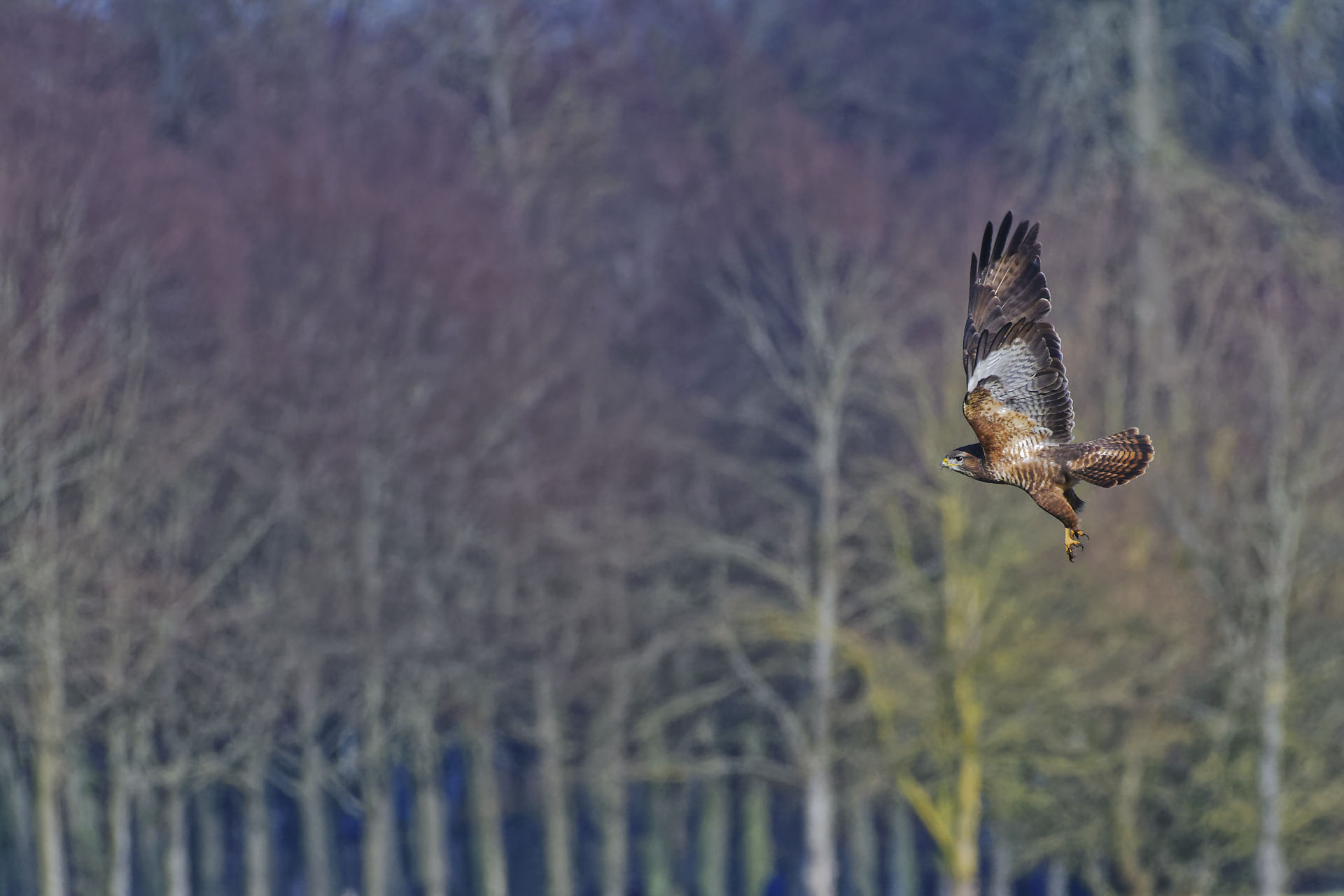Buse variable, mimétisme couleurs d’automne
