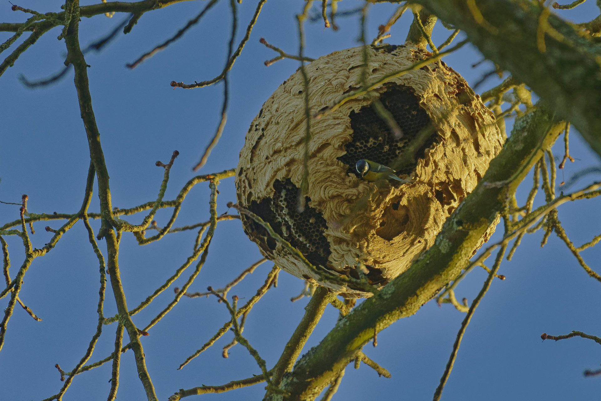Mésange charbonnière et nid de frelon asiatique – Garde manger